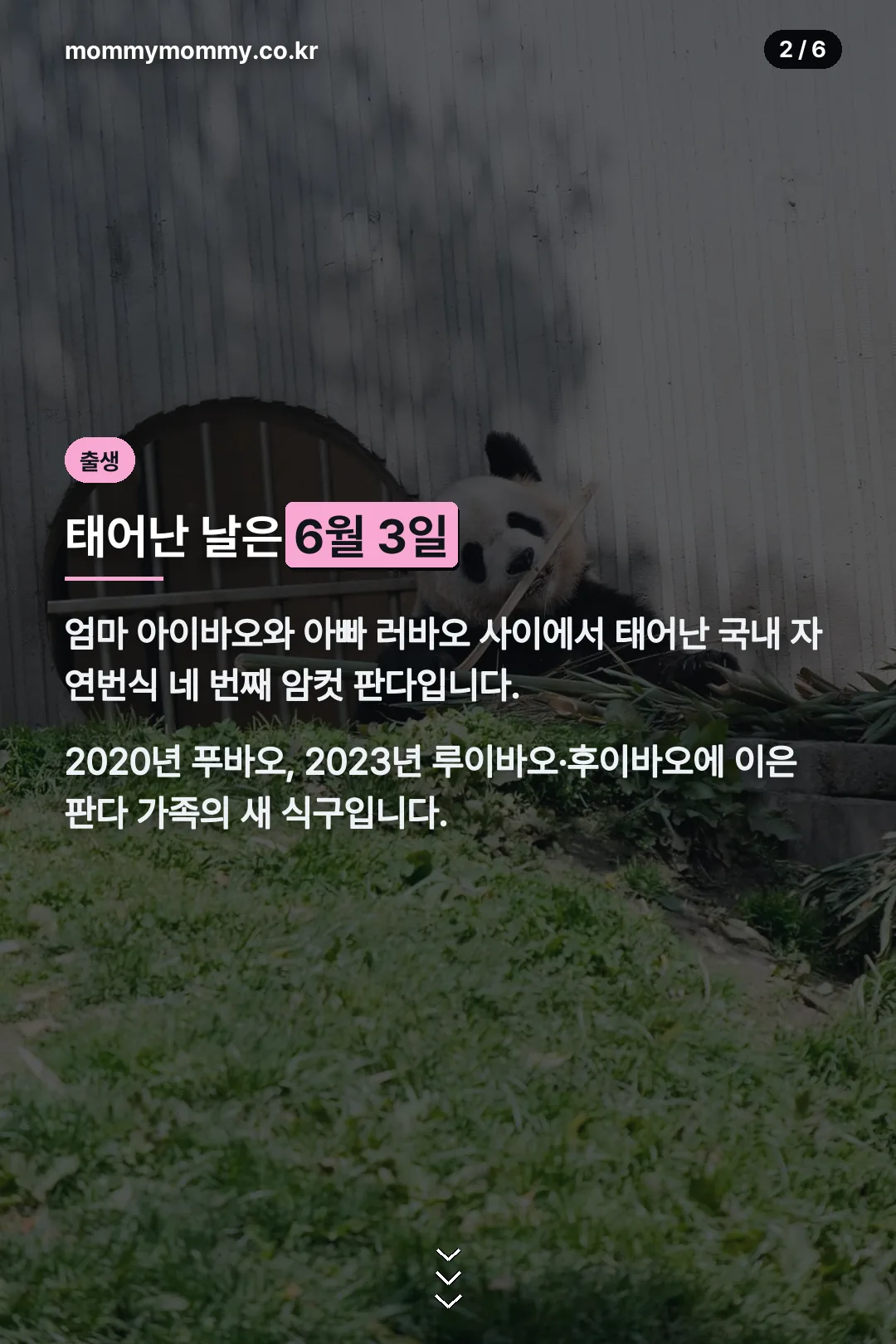 아기바오 출생 정보