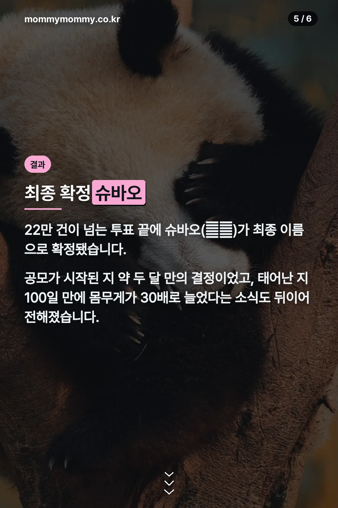 최종 확정된 이름 슈바오