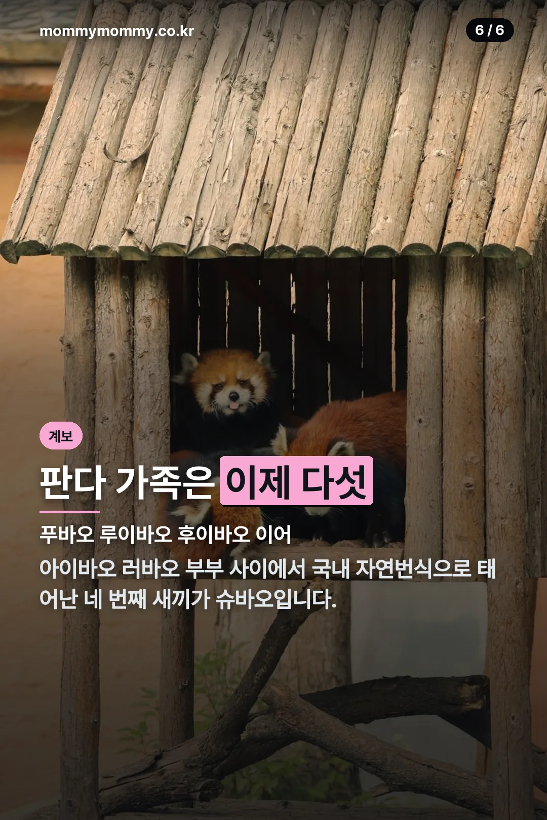 판다 가족 계보