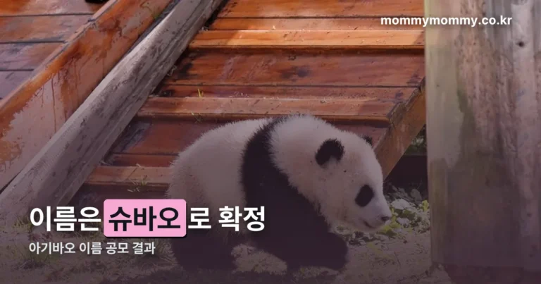 아기바오 이름 공모 결과 — 슈바오로 확정된 이유