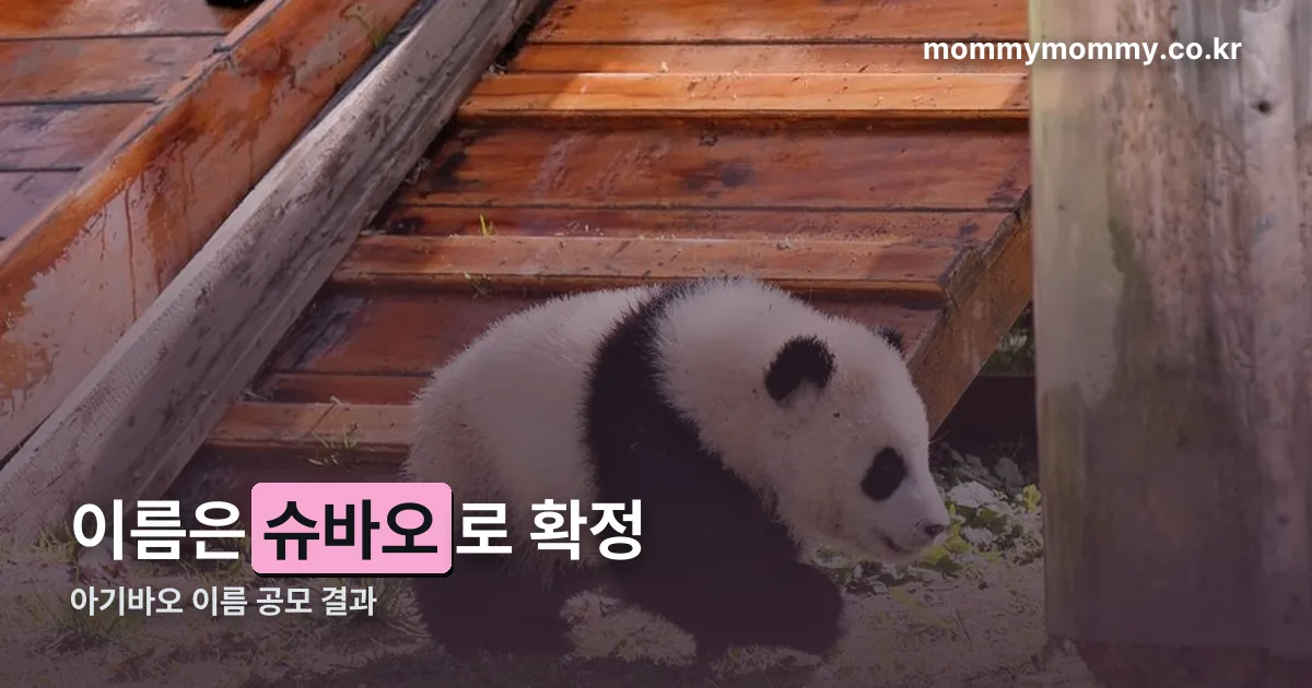 아기바오 이름 공모 정리 썸네일