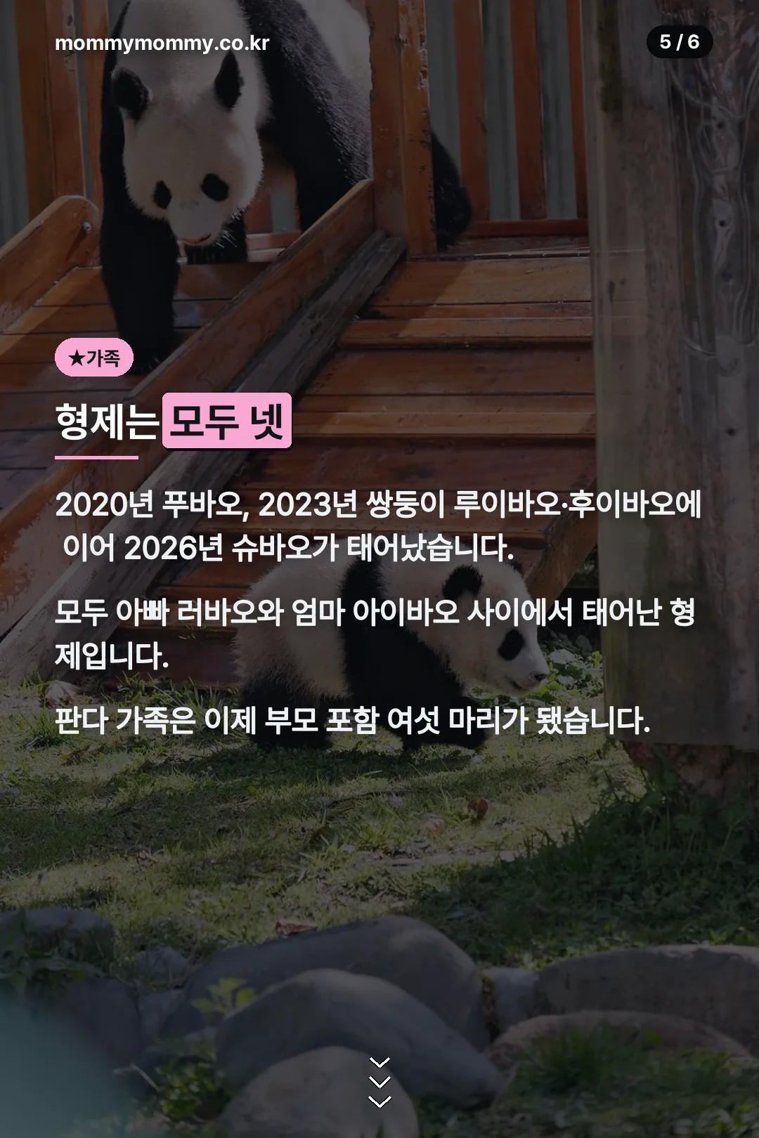 판다 가족 형제 관계