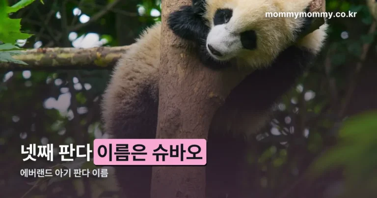 에버랜드 아기 판다 이름 슈바오 — 뜻과 선정 과정 정리