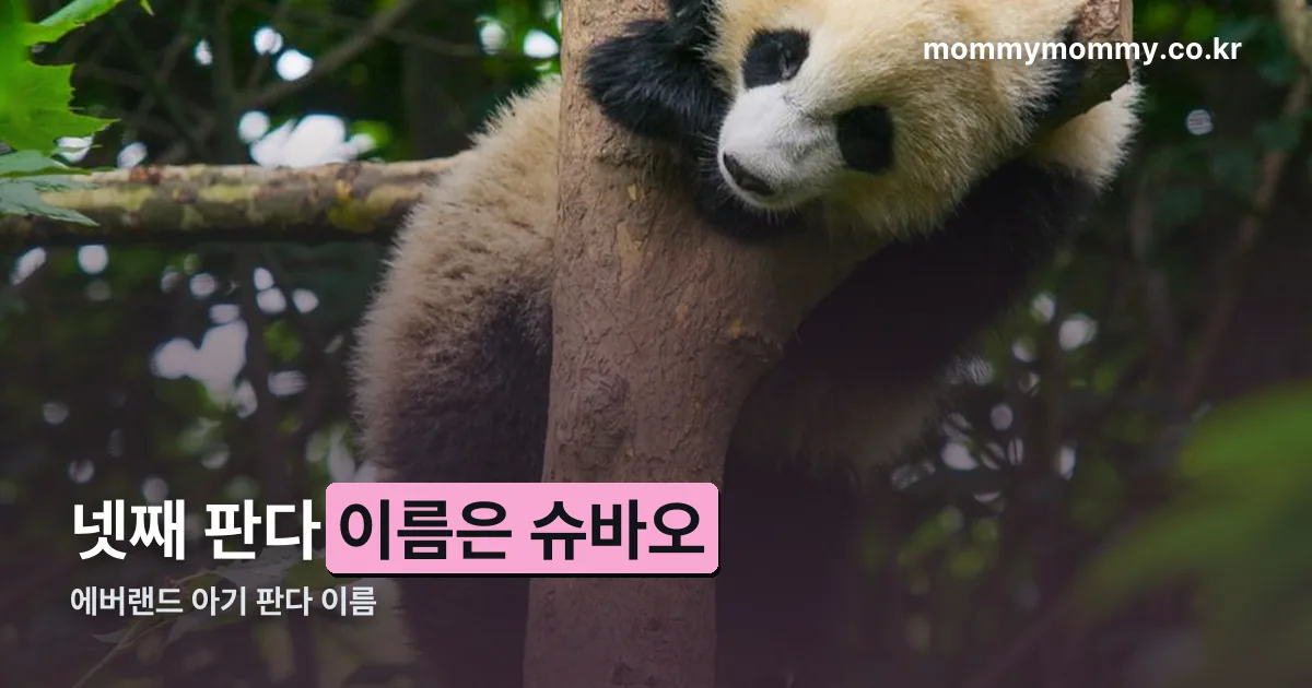 에버랜드 아기 판다 이름 정리 썸네일