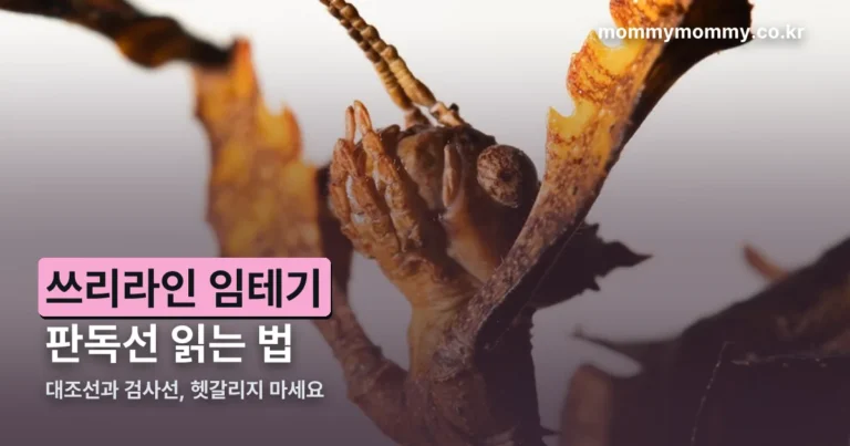 쓰리라인 임테기 사용법 — 판독선 읽는 법과 정확도