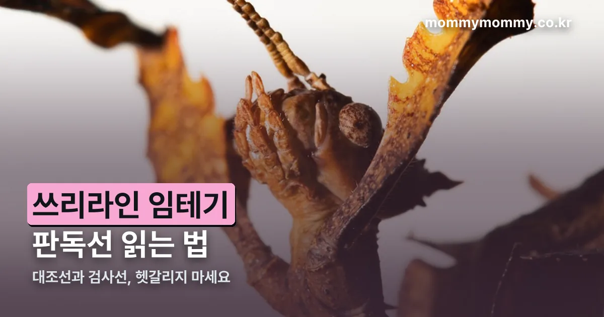 쓰리라인 임테기 정리 썸네일